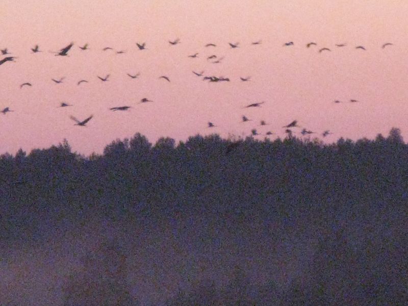 Vaizdas:20181015134515!IMG 7080.JPG